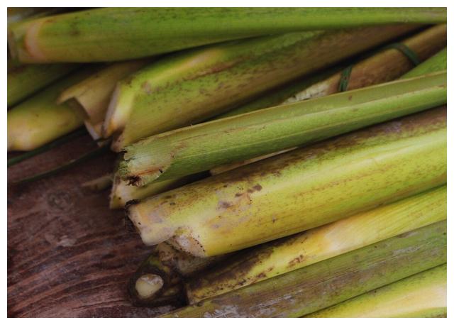 三农小知识:茭白的种植技术__财经头条