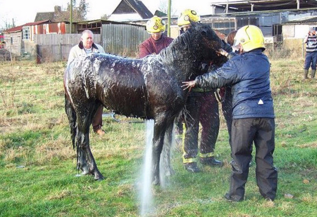 听见远处一阵哀鸣声,靠近后一看,男子立刻报警|哀鸣|小伙|牛马_新浪
