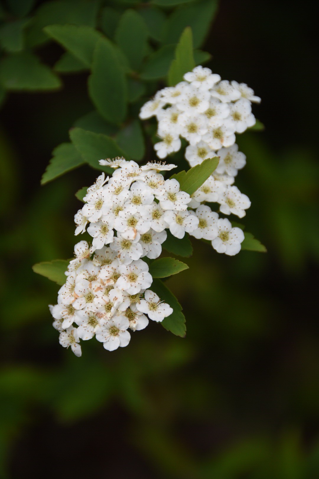 植物园里的白花绣线菊