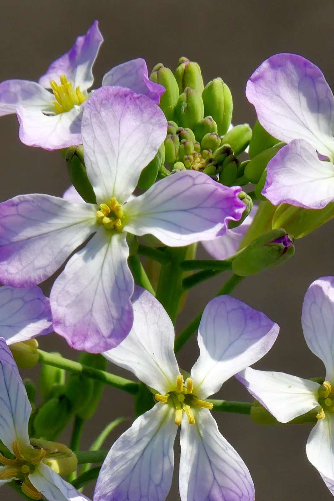 植物之美--萝卜花_高清图集_新浪网