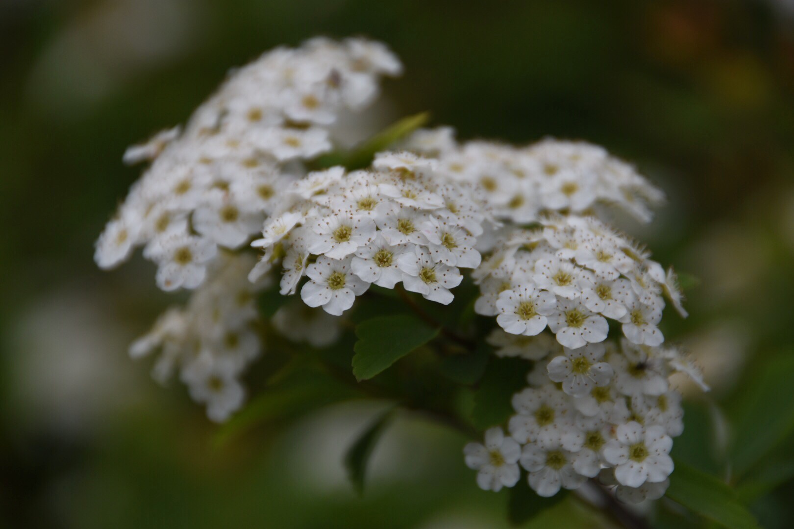 植物园里的白花绣线菊