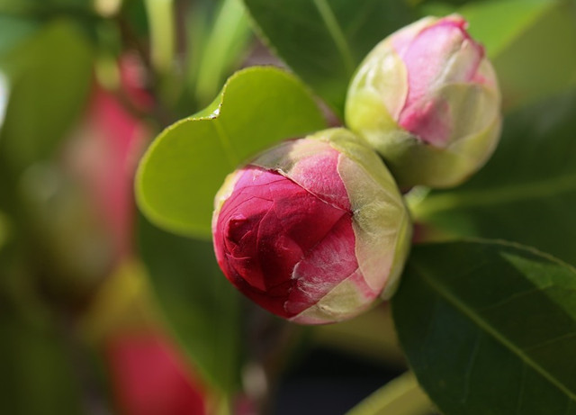 为什么茶花又叫"断头花"?能家养吗?