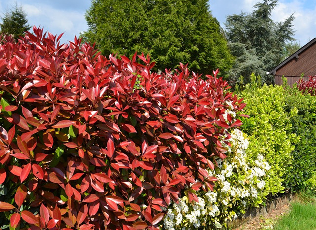 石楠花这么难闻,为什么路边到处都是红叶石楠?有以下三个原因