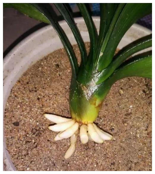 君子兰夏天不用愁,沙里一埋,大白根密密麻麻!