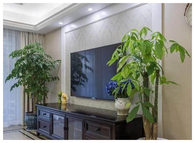 1,发财树如果说室内什么地方适合摆放花卉,那一定是电视柜的两边!