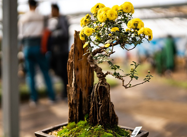 菊花|盆景|树桩_新浪新闻