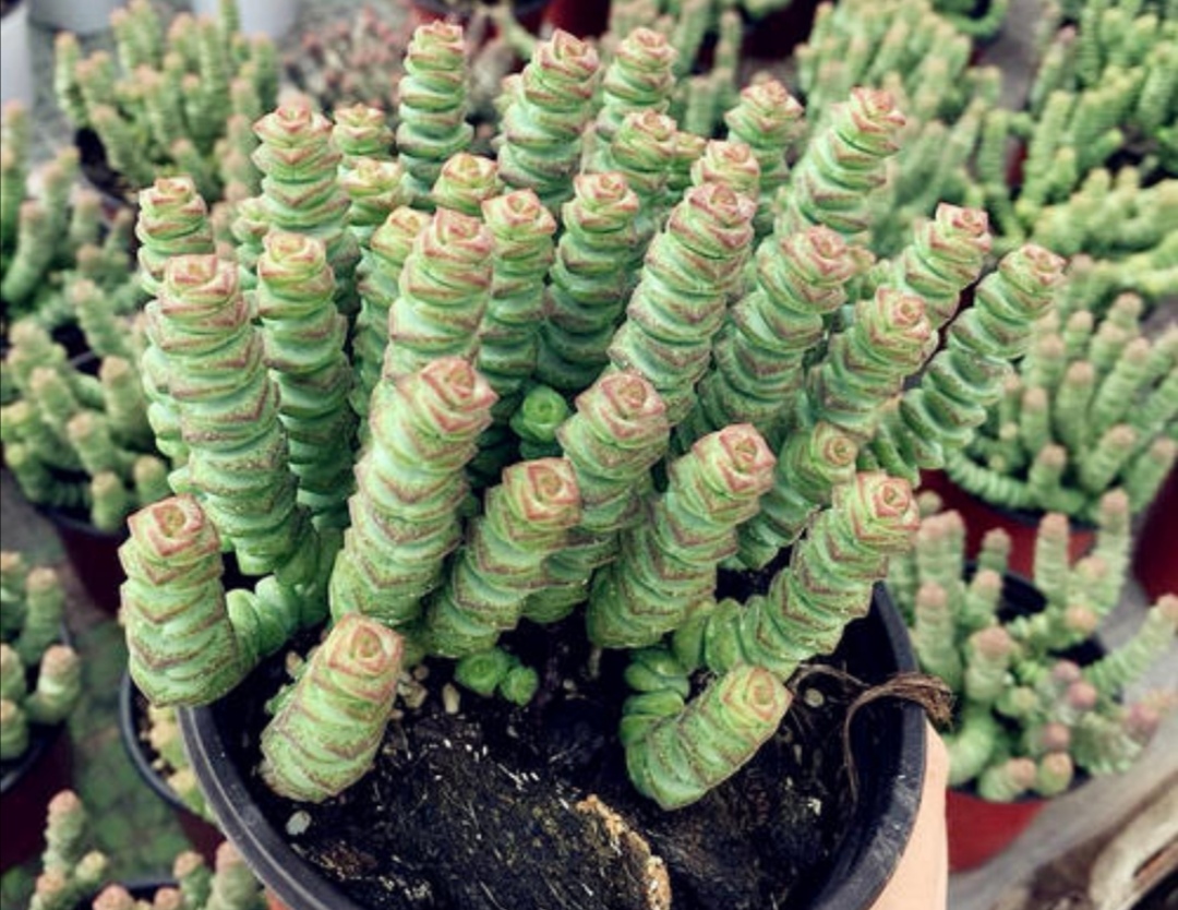 多肉钱串怎么养才能长满花盆株型更美观