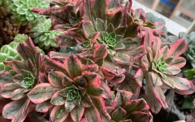 多肉法师别光养黑法师,试试甜茶多肉,长势旺出锦美,后悔晚知道