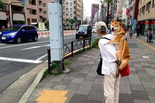 “老龄化”的日本，70岁老人还待在工作岗位，为何他们不去养老？