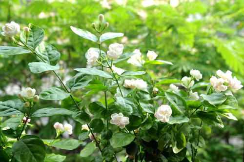 养花小技巧茉莉花就是个老酒鬼一周喝一次花开一朵朵