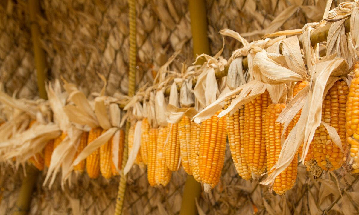 玉米强势回涨,小麦"节节高",粮价"后旺季时代"来了?