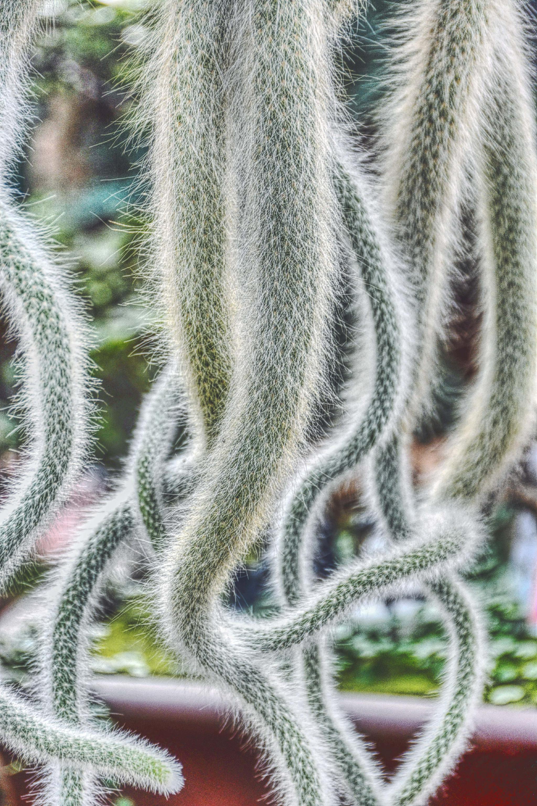 多肉植物狐尾原创拍摄