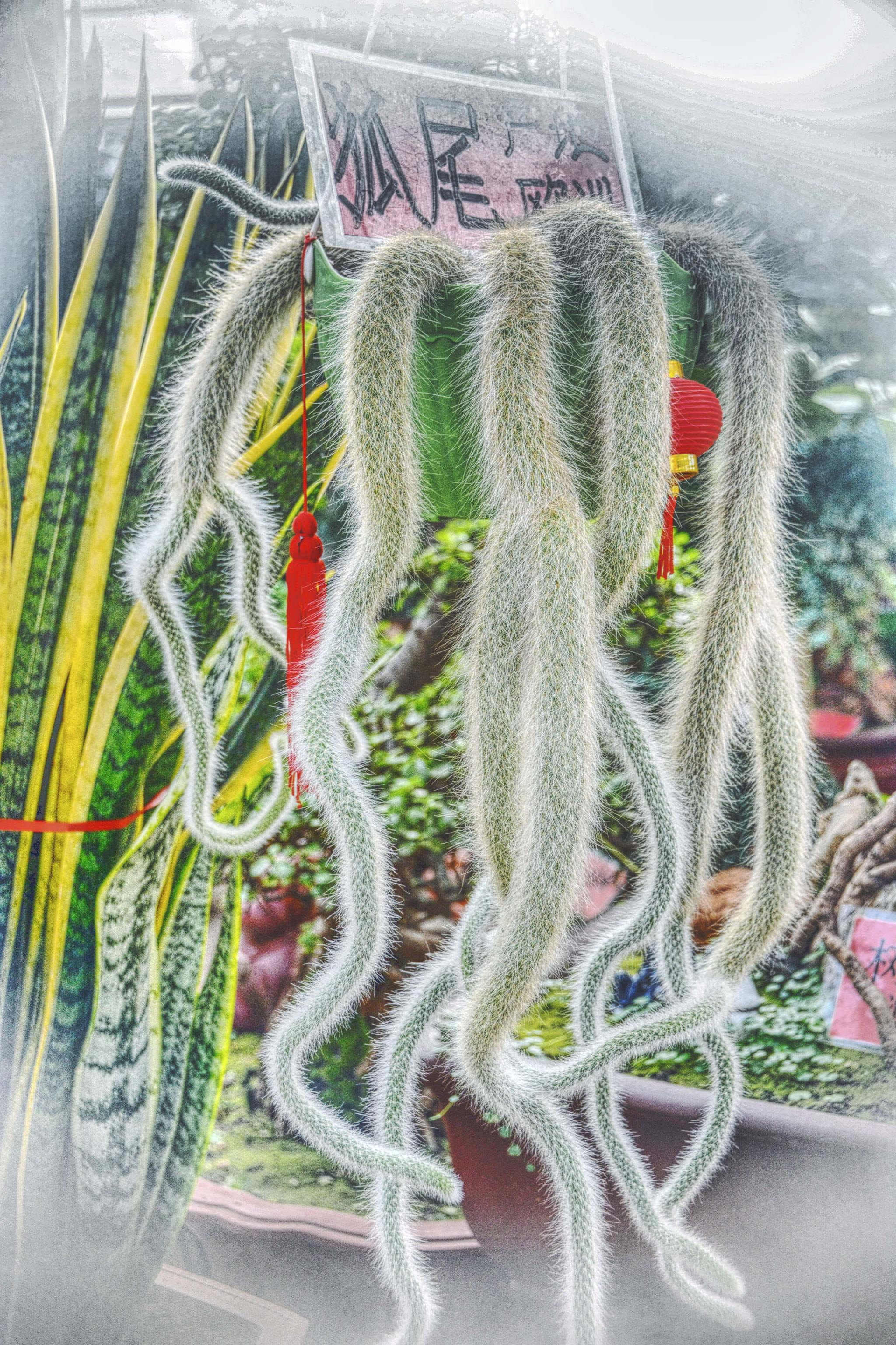 多肉植物狐尾原创拍摄