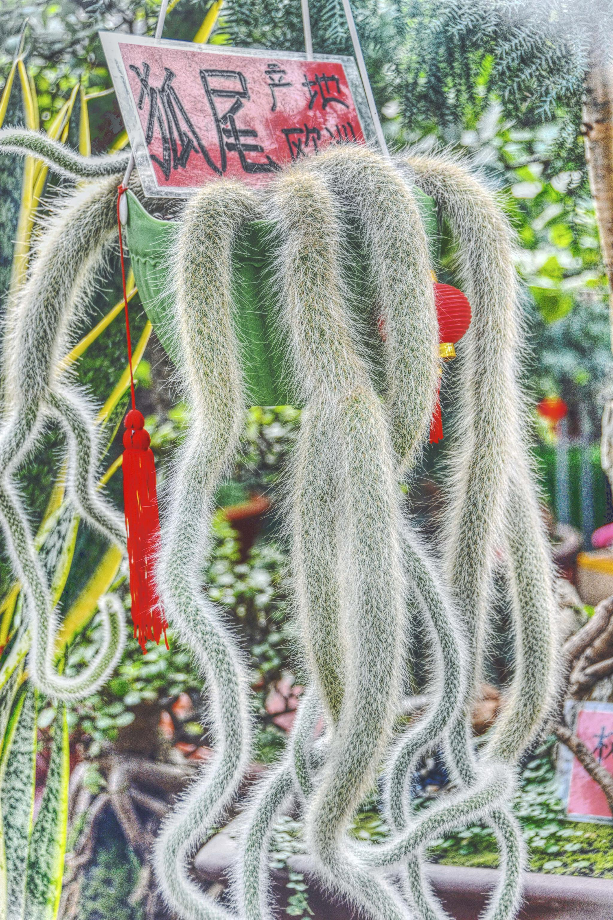 多肉植物狐尾原创拍摄