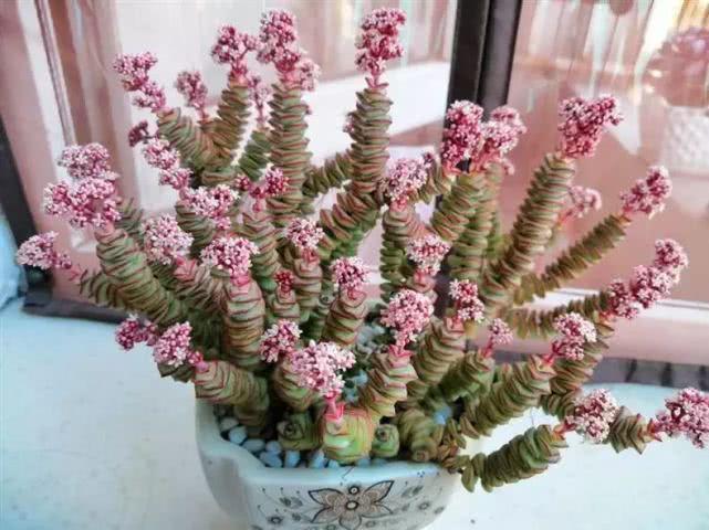 养3年的钱串开花了粉嘟嘟很漂亮不过观赏后就剪掉吧