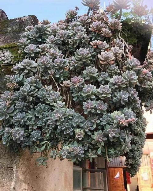 一直养不好多肉试着养棵冬美人会有不一样的惊喜