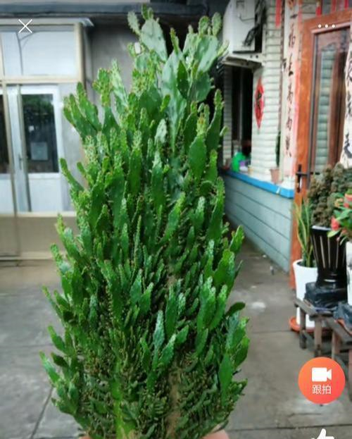 千手观音掌,长到一米高,层层叠叠满"巴掌",一层黄花一树果__财经头条