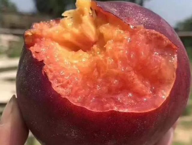 院子里不要种菜了此果树冻三省冻不死比蜂蜜都甜好吃好养