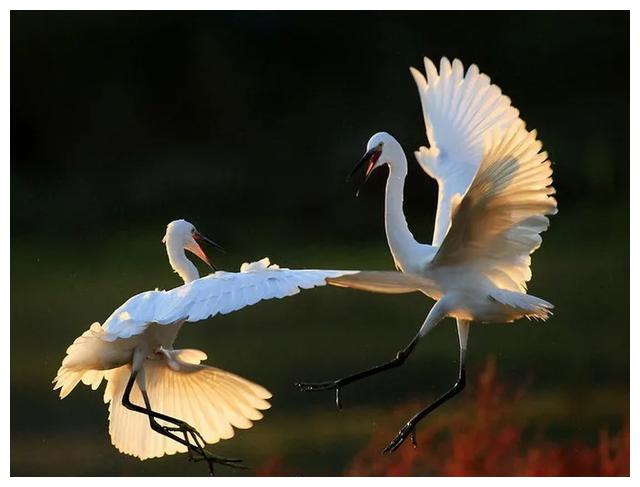 70个精彩绝伦的抓拍