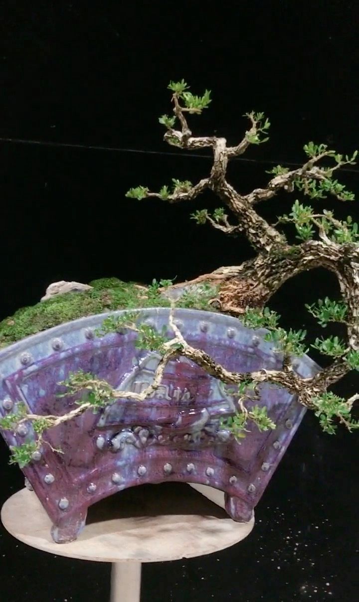 精致优雅的极品雀舌皱皮黄杨盆景,古老有型,气质迷人!