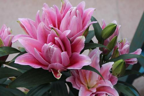 家庭养花选它 开花像百合 香味超桂花 可盆栽也可庭院养护