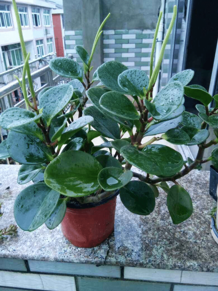 为养花杀手准备的几种不死花,好养易活颜值高,能养死算我输休闲区蓝鸢梦想 - Www.slyday.coM 为养花杀手准备的几种不死花,好养易活颜值高,能养死算我输休闲区蓝鸢梦想 - Www.slyday.coM