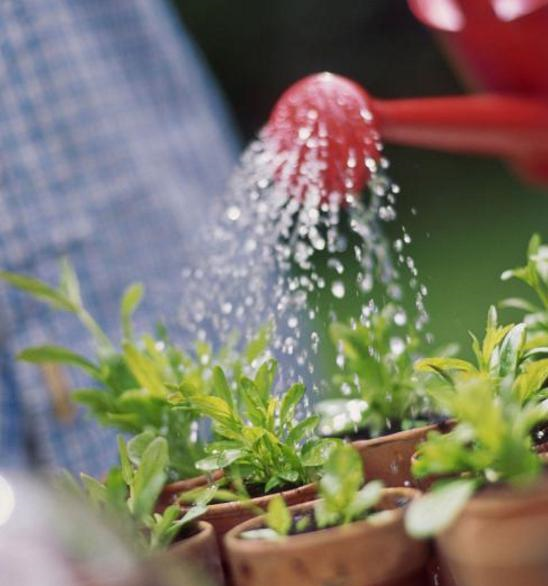 养花肥料别多买,3种就足够,轮流用1年,繁花似锦,养出小花园休闲区蓝鸢梦想 - Www.slyday.coM 养花肥料别多买,3种就足够,轮流用1年,繁花似锦,养出小花园休闲区蓝鸢梦想 - Www.slyday.coM