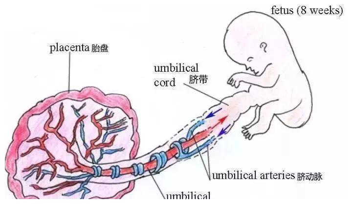存储|干细胞|脐带_新浪新闻
