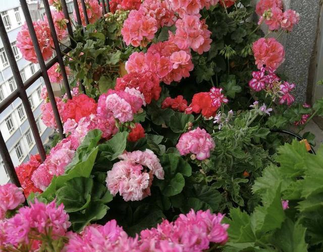 养花肥料别多买,3种就足够,轮流用1年,繁花似锦,养出小花园休闲区蓝鸢梦想 - Www.slyday.coM 养花肥料别多买,3种就足够,轮流用1年,繁花似锦,养出小花园休闲区蓝鸢梦想 - Www.slyday.coM