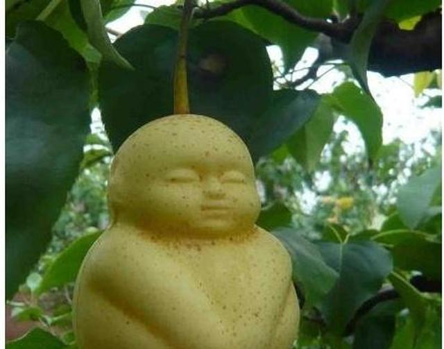 《西游记》:猪八戒为何一口吞下人参果?绝不是因他嘴馋