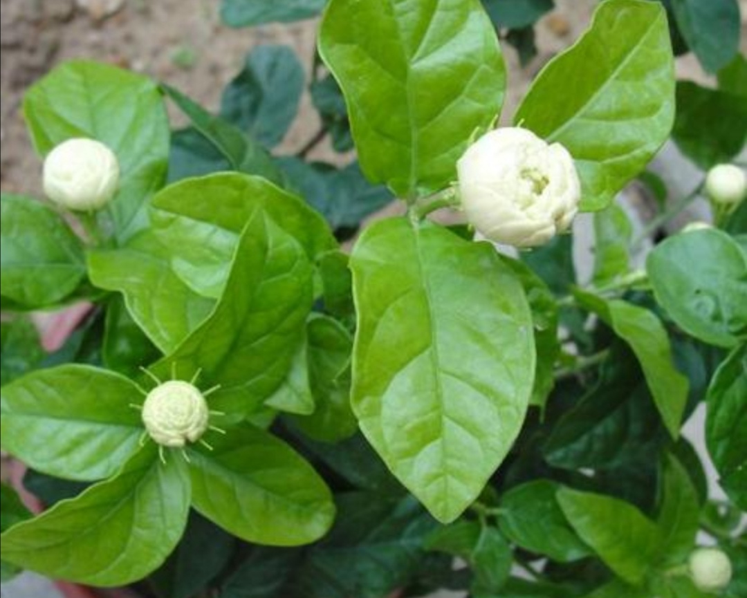 茉莉花苞没开放就凋落可能3个方面没做好应及时解决