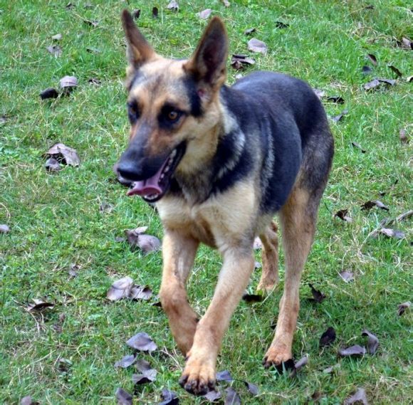 黑背品系昆明犬,在某些方面比德国黑背更为出色