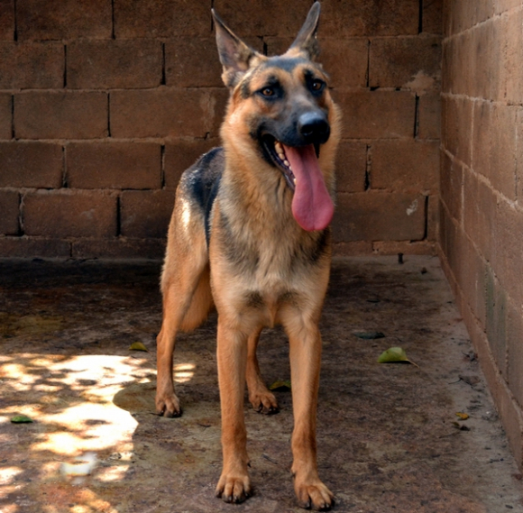 9)从被毛来看,黑背品系昆明犬的单层毛发,而且是短毛类型.