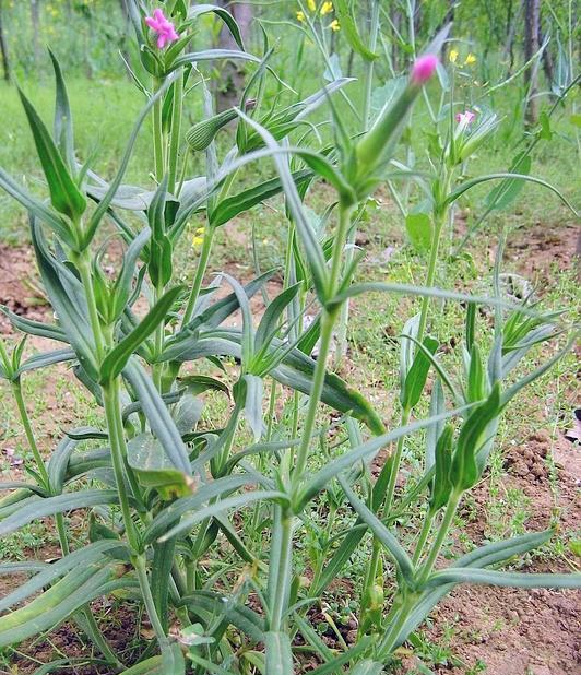 它是月经不调"特效药",营养高口感好,却被当害草除掉,可惜了__财经