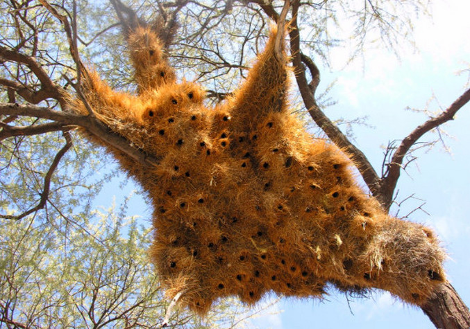 树上挂满巨型干草堆,游客好奇抬头查看,结果发现意外惊喜