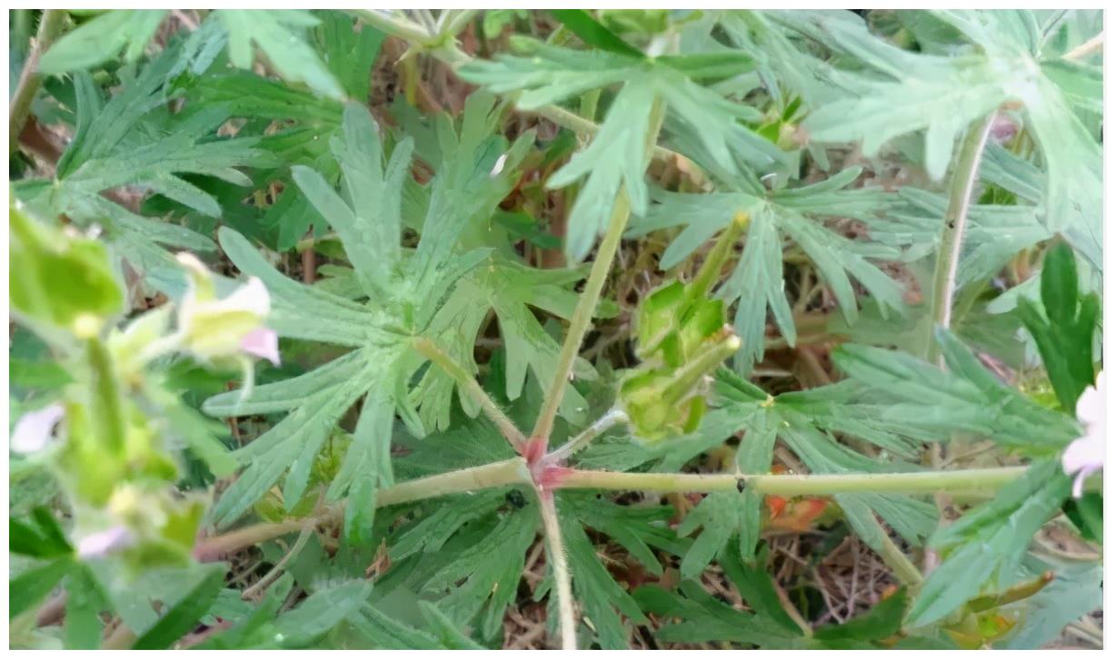 农村有一种野草,人称"老鸦嘴",以前用来喂猪,如今价值珍贵