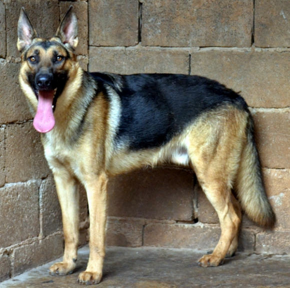 黑背品系昆明犬,在某些方面比德国黑背更为出色