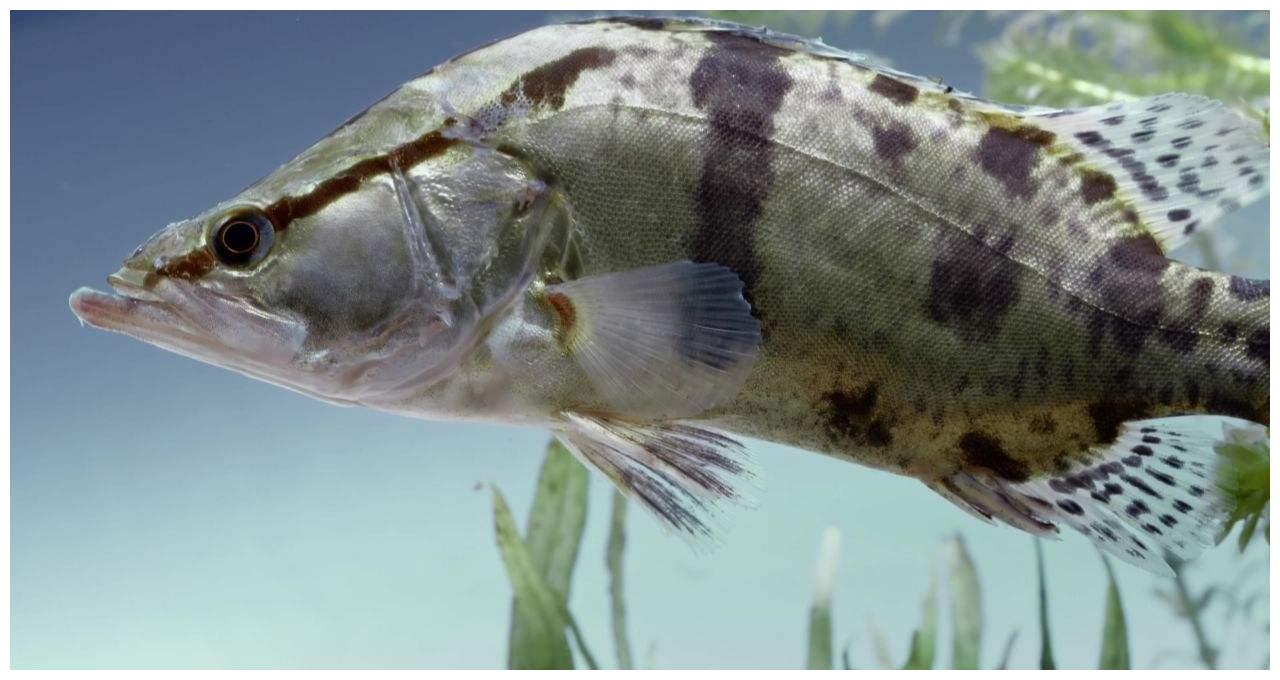 中国公认的4种味道鲜美的淡水鱼,看看哪个是你的菜?