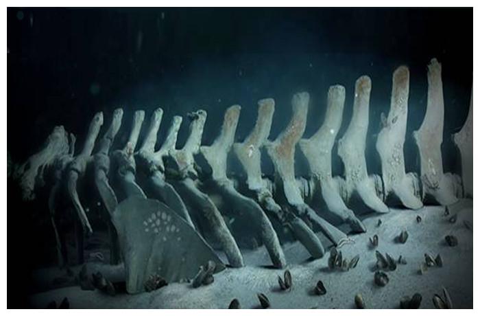 鲸鱼的死亡真的如此慷慨吗为何会说一鲸落万物生