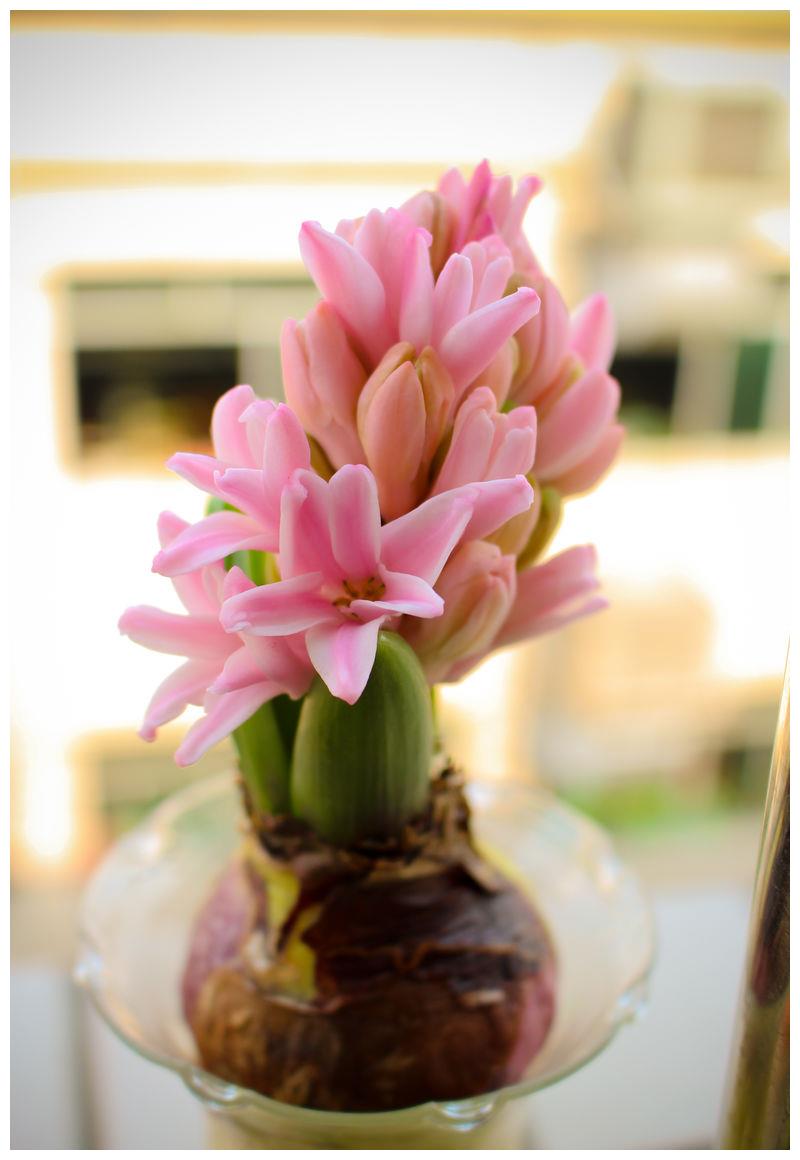 风信子怎么养爱开花3个技巧让风信子开花不断