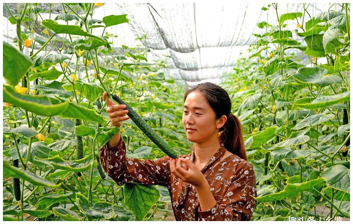 黄瓜种植 冬季植株冷害症状多 掌握4个防治技巧 助力增产提质