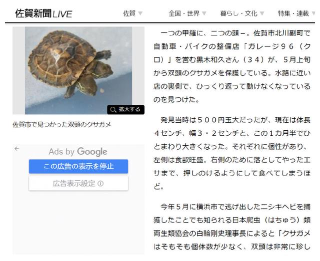 日本惊现双头龟 专家 基因突变导致的罕见现象 日本惊现双头龟 专家 基因突变导致的罕见现象