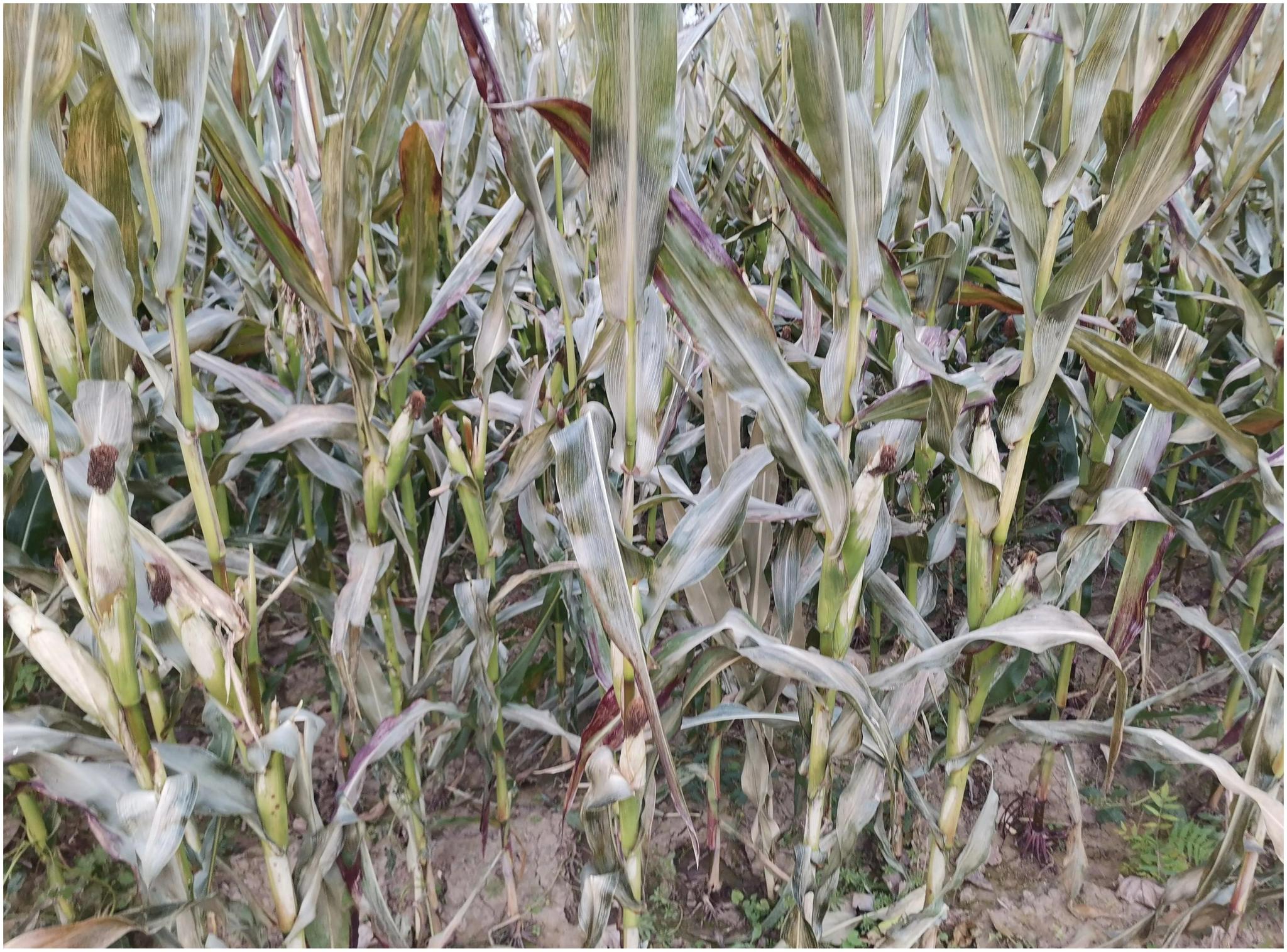 “霜降遇降娄，青禾喂老牛”，何为“降娄”？今冬极端天气多吗？休闲区蓝鸢梦想 - Www.slyday.coM