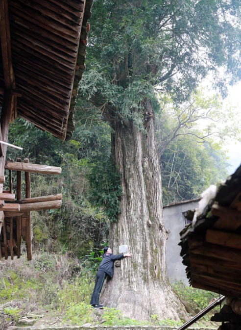 温州这个隐秘山村藏着13棵600年以上的古树,大部分人都没去过!