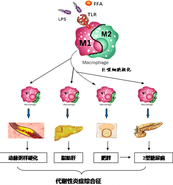 为什么肠道菌群重建改善脂肪肝？最新研究发现运动与饮食干预效果休闲区蓝鸢梦想 - Www.slyday.coM