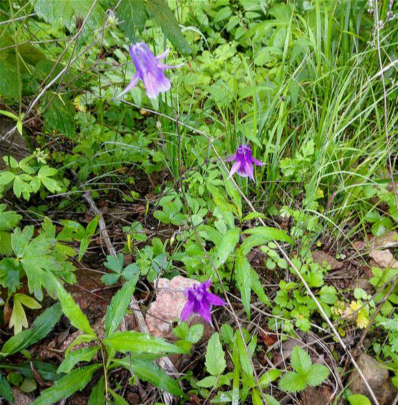 奶奶上山看到1种"野草",带回家栽在院子里,开花漂亮极了|耧斗菜|野草