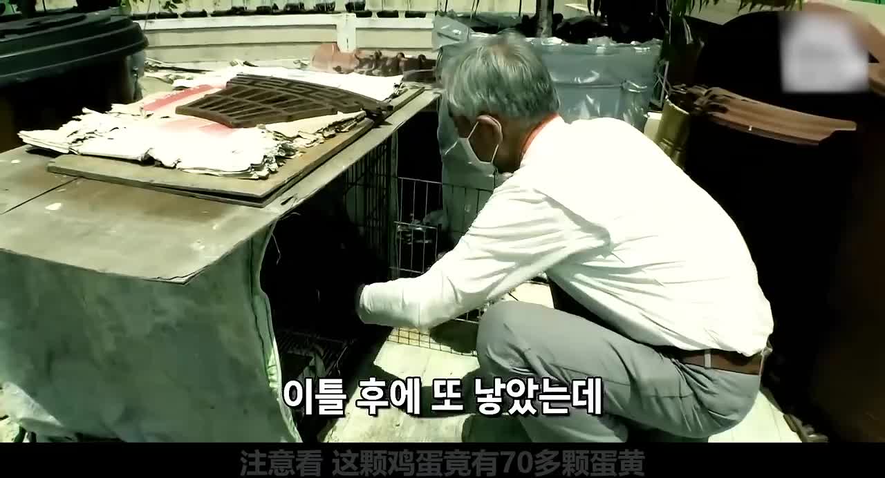 母鸡下了一枚神奇的鸡蛋，竟有70多颗蛋黄，<a href=