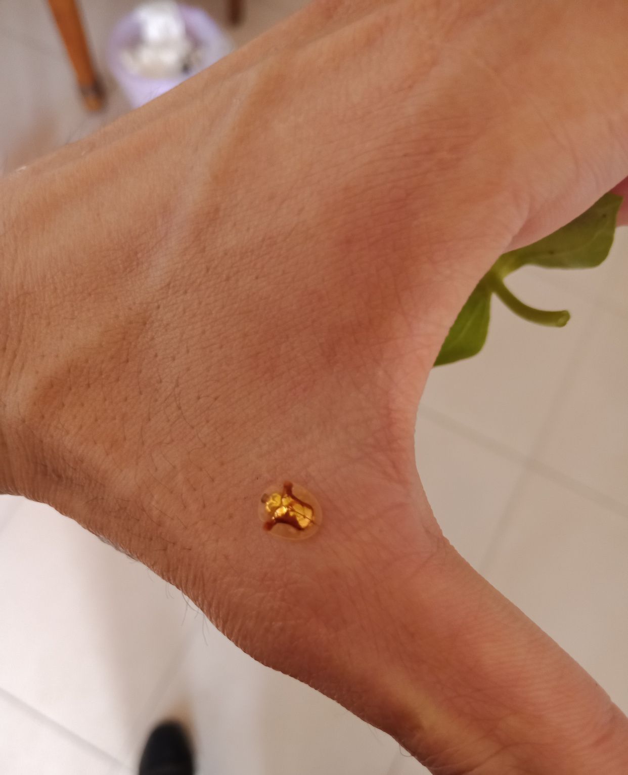 会动的黄金 请问这是什么情况 会动的黄金 请问这是什么情况