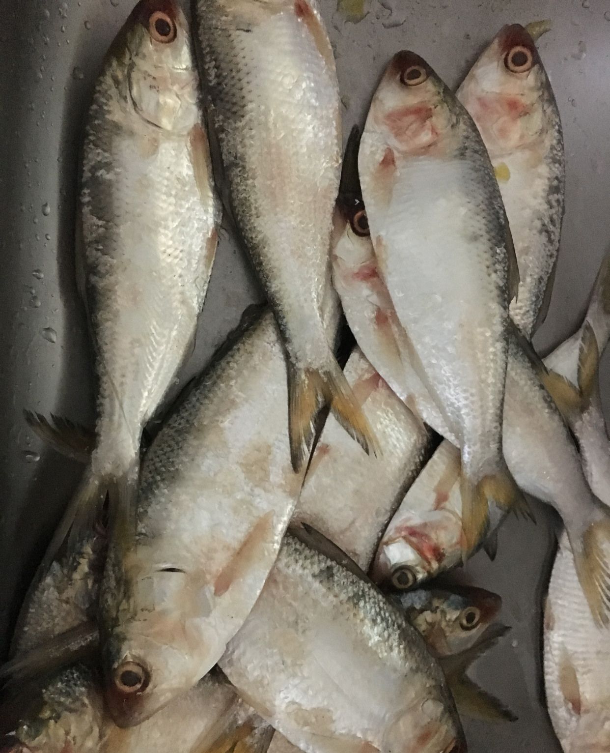 在青岛,这种海鲫鱼怎么做着好吃,一次失败的做鱼体验!