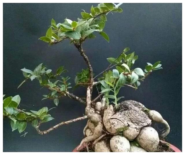 农村一种植物,人称"叶上花",盆栽很漂亮,跌打损伤,胃疼可用